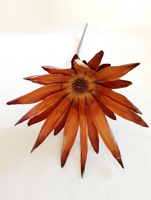 ac372fe7-7c2c-4443-a498-48e00a7c0d11