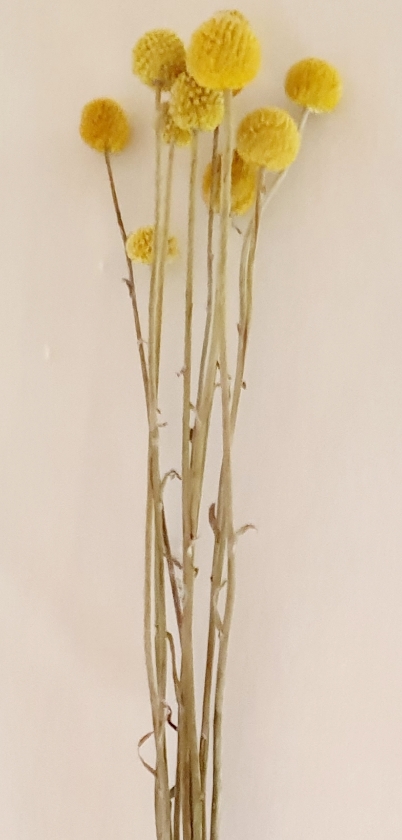 4db469c5-6cd9-421f-be29-7446622c0c9b