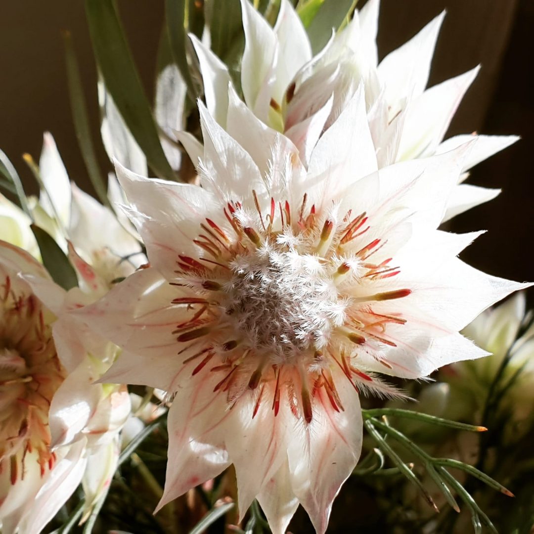 WhatsApp Image 2020-11-26 at 9.39.55 PM